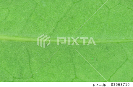 ハマヒサカキ（浜姫榊）の葉と葉脈 83663716