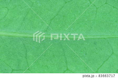 ハマヒサカキ（浜姫榊）の葉と葉脈 83663717