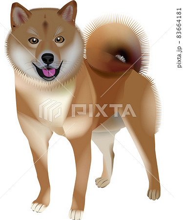 リアルっぽいベクタ画像の柴犬のイラスト素材