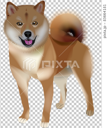 リアルっぽいベクタ画像の柴犬のイラスト素材