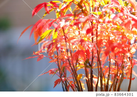 紅葉・鉢植えのハゼの幼木・朝日の逆光 紅葉・鉢植えのハゼの幼木・朝日の逆光 83664301