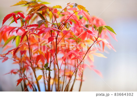 紅葉・鉢植えのハゼの幼木・朝日の中で 紅葉・鉢植えのハゼの幼木・朝日の中で 83664302