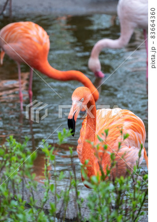 The American flamingo Phoenicopterus ruber standing in water on lake shore 83664360