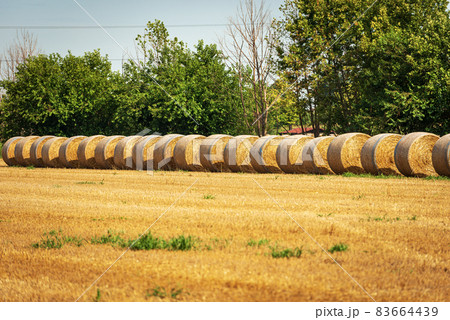 Row of Golden Hay Bales in a Sunny Summer Day - Padan Plain Italy 83664439