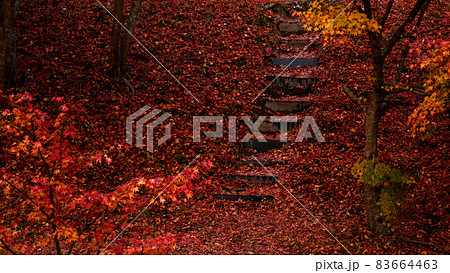 紅葉の葉で引き詰められた秋のタカドヤ湿地 紅葉の葉で引き詰められた秋のタカドヤ湿地 83664463