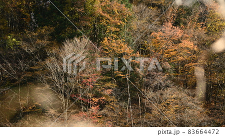 色づき始めた三河山間部の紅葉 83664472