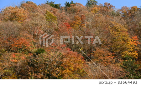 色づき始めた三河山間部の紅葉 83664493