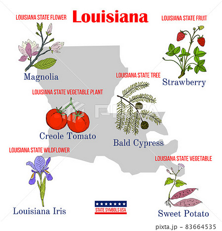 Louisiana. Set of USA official state symbols 83664535