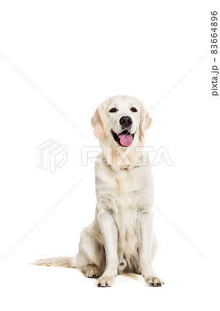 Labrador Retriever on white background Labrador Retriever on white background 83664896