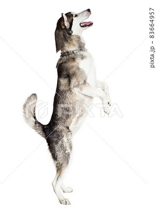 Alaskan Malamute standing on hind legs, sticking the tongue out, isolated on white 83664957
