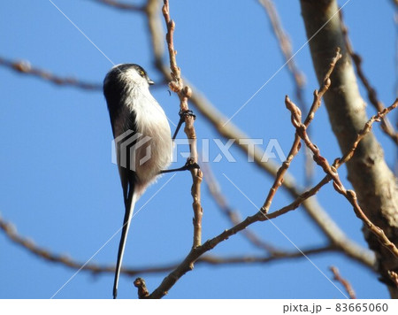 どこからともなく来て目の前に止まった可愛いくて綺麗なエナガ 83665060