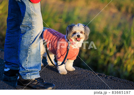 服着た犬 歩く