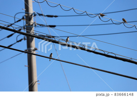 秋晴れの下、電線に止まって休憩するスズメの群れ 83666148