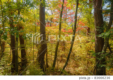 塩嶺御野立の紅葉【塩嶺峠】 83666236