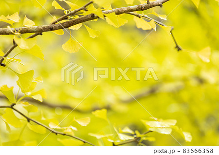 滋賀県の緑地公園にあるイチョウの木とイチョウの葉、黄色い、秋、鮮やか【11月】 83666358