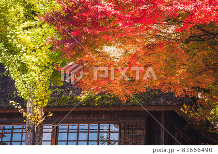 紅葉に染まる茅葺民家《撮影協力：西湖いやしの里根場様》 83666490