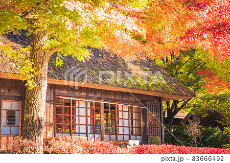 紅葉に染まる茅葺民家《撮影協力：西湖いやしの里根場様》 83666492