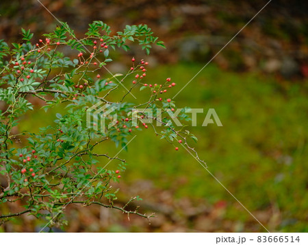 霊峰剣山 奥槍戸の山奥に自生する野バラ 霊峰剣山 奥槍戸の山奥に自生する野バラ 83666514