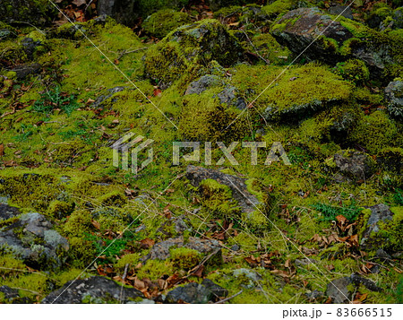 深山に自生する水苔 83666515