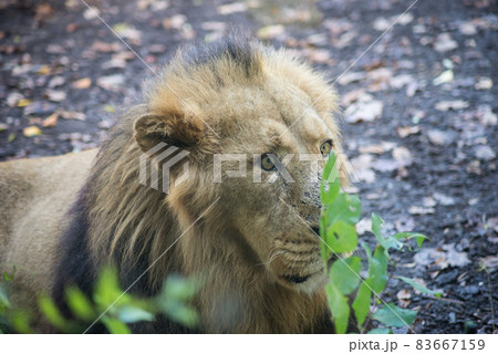 Portrait of male lion lying in a zoologic park 83667159