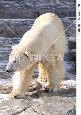 くま 動物園 動物 熊 ホッキョクグマ 北極熊 北極 Zoo しろくま 白熊 シロクマ 寒い 北海道の写真素材