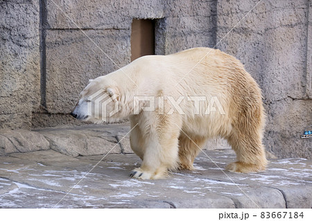 くま、動物園、動物、熊、ホッキョクグマ、北極熊、北極、ZOO くま、動物園、動物、熊、ホッキョクグマ、北極熊、北極、ZOO