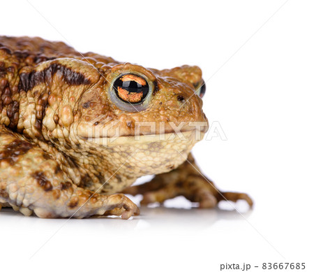 Big common toad isolated on white background. 83667685