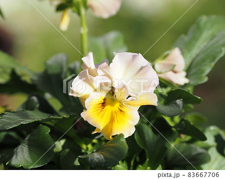 おしゃれな花びらフリルパンジーシエルブリエ 83667706