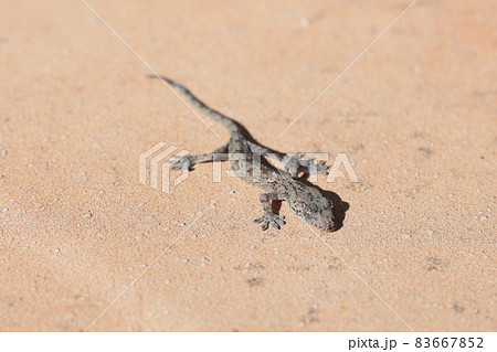 家の玄関に現れたニホンヤモリ 家の玄関に現れたニホンヤモリ 83667852