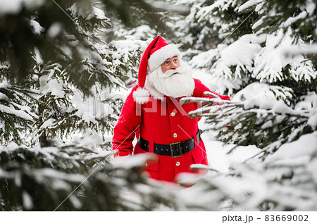 Surprised Santa Claus walks through a snowy coniferous forest at the North Pole in Lapland. Merry Christmas. Postcard. Surprised Santa Claus walks through a snowy coniferous forest at the North Pole in Lapland. Merry Christmas. Postcard. 83669002