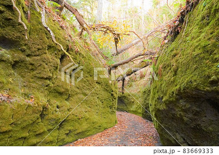苔の回廊 北海道 苔の回廊 北海道 83669333