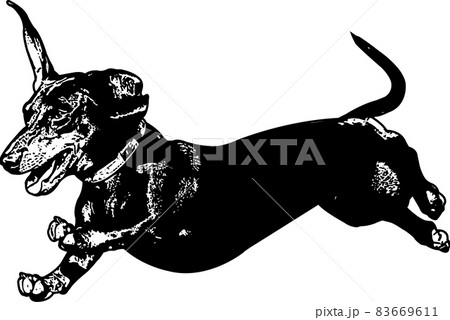 dachshund running sketch illustration - vector dachshund running sketch illustration - vector 83669611