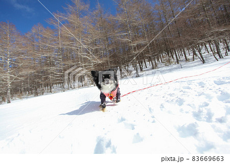 雪原を駆け巡る黒いロングコートチワワ 83669663