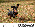 Dachshund dog running and jumping 83669906