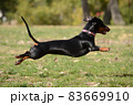 Dachshund dog running and jumping 83669910