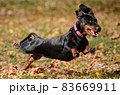 Dachshund dog running and jumping 83669911