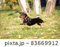 Dachshund dog running and jumping 83669912