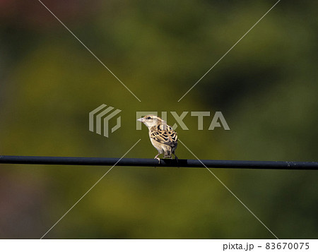 電線にとまるニュウナイスズメ 83670075