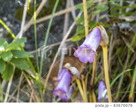 ナンバンギセルの花 ナンバンギセルの花 83670076