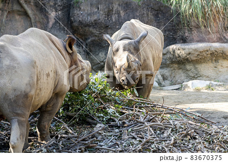 [動物]クロサイ（動物園の風景） 83670375