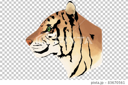 虎の横顔 手描きリアルタッチのイラスト素材