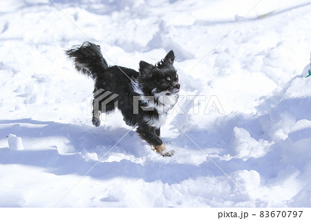 雪が積もった森林の中で駆け巡る黒いロングコートチワワ 83670797