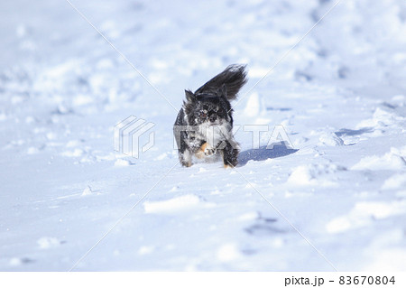雪原の中を楽しく駆け巡る黒いロングコートチワワ 83670804