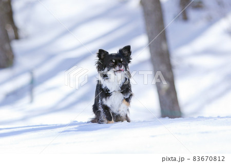 雪が積もった森林の中でおすわりをして飼い主の指示を待つロングコートチワワ 雪が積もった森林の中でおすわりをして飼い主の指示を待つロングコートチワワ 83670812