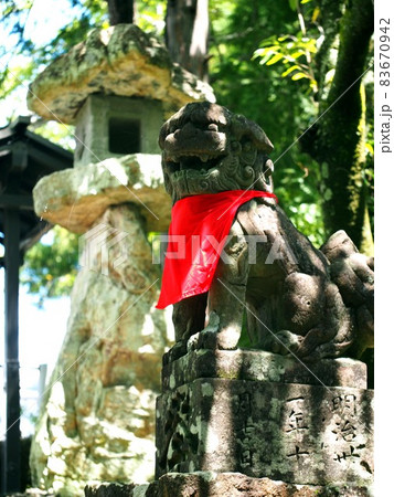 初夏の木漏れ日を浴びた狛犬 初夏の木漏れ日を浴びた狛犬 83670942
