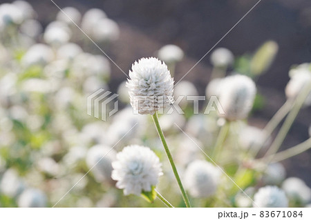 センニチコウが咲く風景 83671084