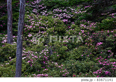 奥秩父・十文字峠のシャクナゲ群落 83671141