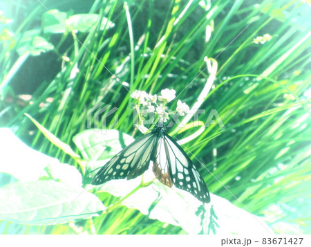 きれいな蝶の写真 83671427