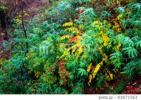 【群馬】秋の伊香保 紅葉が進む植物 【群馬】秋の伊香保 紅葉が進む植物 83671563