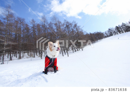 雪山の中にいる防寒着を着た雪を楽しむボーダーコリー 雪山の中にいる防寒着を着た雪を楽しむボーダーコリー 83671638